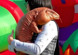 Скотт ва Айс исмли жуфтлик уй жонивори сифатида 10