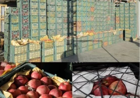 Одатда хориждан келтирилган меваларнинг божхона