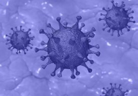 Koronavirus xavfli shaklining kelib chiqish sababi fosh etildi фото