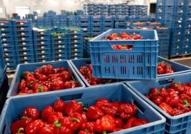 Ўзбекистонда сўнгги йилларда экспорт сиёсатининг кенгайиши