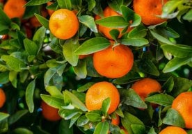 Миллий статистика қўмитаси маълумотларига кўра, 2025