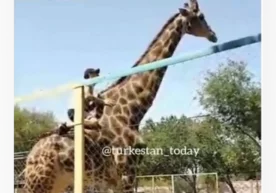 Фото: «Instagram» Чимкент полицияси жирафа ишқибозини,
