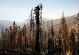 Фото: Getty Images 2021 йил кириб келганига ҳам ўн кундан