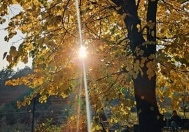 Эртага мамлакатнинг деярли барча ҳудудларида ҳаво