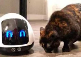 Robotga «Mia» deb nom berilgan. U o‘z yo‘lida har qanday