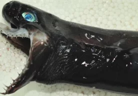 Тайвандаги Балиқчилик илмий текшириш институти томонидан