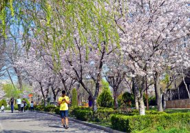 Ertaga O‘zbekistonda harorat 30 darajagacha ko‘tarilishi kutilmoqda фото