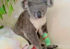 Ikki xil ko‘zli koala фото