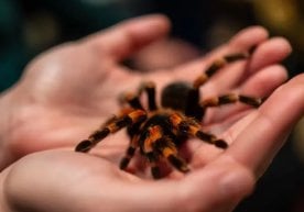 Буюк Британиянинг Прескот шаҳрида яшовчи 38 ёшли Марк