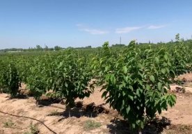 Шаҳарларнинг ҳаво сифатини яхшилашда дарахтлар муҳим роль