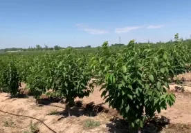 Шаҳарларнинг ҳаво сифатини яхшилашда дарахтлар муҳим роль