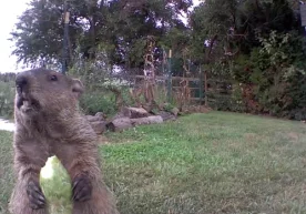 АҚШнинг Делавэр штатида «Бақалоқ» лақабли суғур нима кўрса