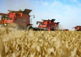Хитой сентябрь ойида Россиядан буғдой сотиб олиш ҳажмини