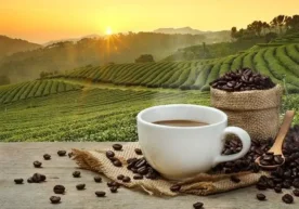 Қаҳвани эрталаб истеъмол қилиш саломатлик учун фойдали