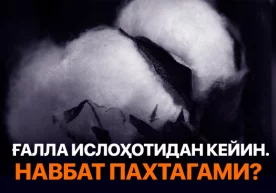 Пахта. Ўзбекистонда етиштириш учун қулай бўлган, шу билан