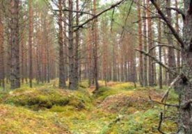Самарадаги оилалардан бирининг аъзолари қўзиқорин териш