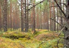 Самарадаги оилалардан бирининг аъзолари қўзиқорин териш