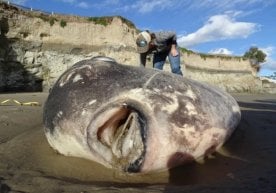 Баҳайбат Худвинкер (Mola tecta) қуёш балиғи Калифорния
