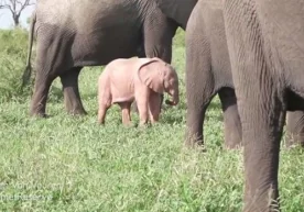 Жанубий Африка Республикасида жуда ноёб мутация билан