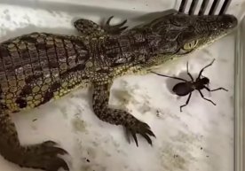 Яқинда ижтимоий тармоқларда кенг тарқалган видео кенг