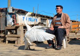 Oqqush bilan do‘stlashib olgan pochtachi u bilan 37 yildan buyon birga yashaydi фото