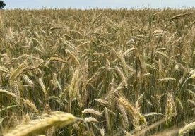 Канададаги фермерлар қурғоқчилик ва селга қарамай рекорд