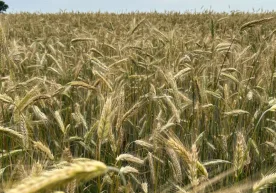 Канададаги фермерлар қурғоқчилик ва селга қарамай рекорд