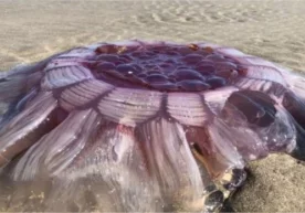 Янги Зеландиянинг Окленд шаҳри соҳилбўйида ноодатий жонзот