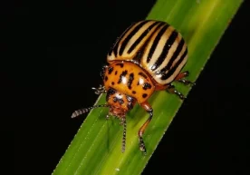 Соҳа мутахассисларнинг ёзишича, аслида, уларнинг ватани —