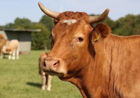 Новосибирск вилояти ҳокимияти пастереллёзга қарши кураш