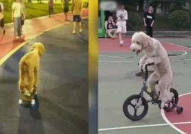 Тармоқларда бир пуделнинг уч ғилдиракли велосипедда сайр