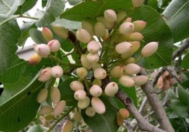Yashil oltin yoki 10 avlodni boqadigan daraxt фото