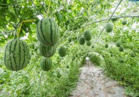 Tomorqa yer egalariga subsidiyalar qanday maqsadlar uchun ajratiladi? фото