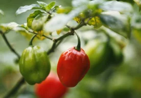 Фото: «Enrique Castro-Mendivil / Reuters» Диетолог Aндрей