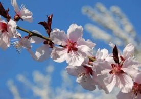 Ўзгидромет 1 апрель куни кузатиладиган об-ҳаво ҳақида