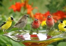 Халқаро табиатни муҳофаза қилиш иттифоқи (IUCN) янгиланган