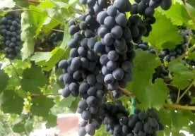 Қишлоқ хўжалиги вазирлиги ҳузуридаги Ўсимликлар карантини