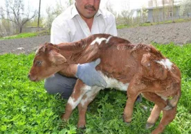 Самарқанд вилоятининг Жомбой туманида ноёб ҳодиса содир