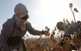 O‘zbekiston paxta tolasi ishlab chiqarishni 1 mln tonna darajasida saqlab qoladi фото