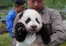 Сўнгги ўн йил ичида Хитойда тутқунликда сақланаётган катта