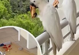 Foto: Videodan kadr Avstraliyada kulgili, shu bilan birga