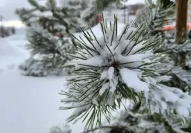 Ўзгидромет 30 январь куни учун об-ҳаво маълумотларини