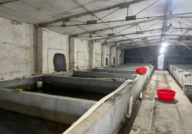 Zangiotada gazdan noqonuniy foydalangan yerosti baliq yetishtirish sexi topildi фото