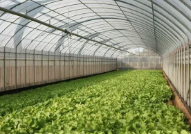 Ўзбекистонда иссиқхона хўжалигини ривожлантириш мақсадида