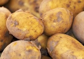 Тошкентга Нидерландиядан 6 минг тонна элита уруғлик