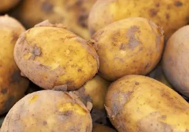 Тошкентга Нидерландиядан 6 минг тонна элита уруғлик