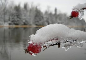 Ўзбекистонда қор ёғиши кутилмоқда фото