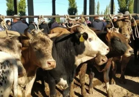 Фото: «Centralasia.media» 2020 йилда Қирғизистон