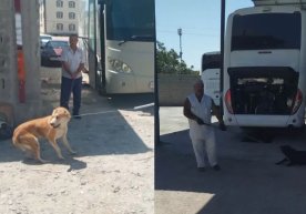 Samarqandda taksi haydovchisi bolani itlar hamlasidan qutqarib qoldi (video) фото