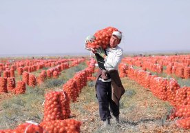 Yangi rekord: Jizzaxda bir gektar yerdan 150 tonna piyoz hosili olindi фото